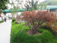 [카메라 고발] 포항시 야심작 `그린웨이 철길 숲` 옥의 티…말라버린 소나무