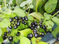 영일만 건강약초 영농법인, `왕까마중` 약초 시범재배 성공