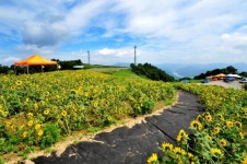 맨 손으로 이룬 가난한 개간촌의 기적… 군위 화산마을, 농촌의 새 희망 되다