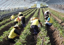 고령署,폭우피해 농가 복구지원 활동 `구슬땀`
