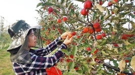 별모양에 당도 높은 영주만의 특별한 사과가 나왔다… 영주시, 별사과 평가보고회