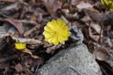 봄 소식 알리는 ‘변산바람꽃·복수초’ 경주국립공원에서 개화