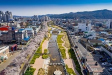 아쉽다… `벚꽃·유채꽃` 향기 가득한 영덕 덕곡천