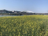 ˝상주 낙동강 경천섬에서 봄 정취 만끽해요˝