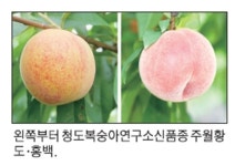 청도복숭아硏 ˝과원 조성 품종 선택 주의점·신품종 소개합니다˝