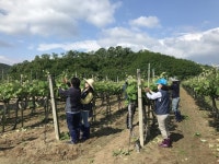 김천시 농소면사무소 직원 ˝농촌 일손 가뭄 우리가 해결˝