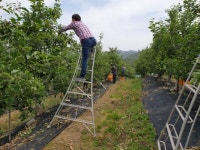 영양 입암면사무소, 심구2리 과수원 사과 적과 작업 `완료`