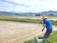 포항 농기센터, 모내기철 왕우렁이 1만9000kg 공급