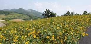 군위군, 고로면 화산마을 `숲속 비탈 회전밭 농경체험 치유마을` 공모 선정