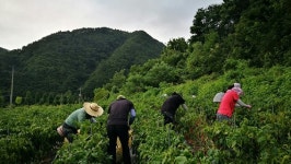 영양군 일월면, 고추농가 일손돕기 `구슬땀`