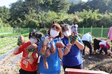 영천 대창초, 본교 텃밭서 `고구마 캐기` 체험