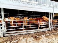 100년 전부터 천석꾼 있던 소문난 넉넉한 인심 `입천리`