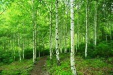 영양자작나무숲, 국비 잇단 확보 웰빙 명품산림 관광지 조성 `탄력`