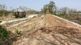 포항 흥해읍 북천변 제방 훼손… ˝천연기념물답게 제대로 관리해달라˝