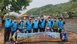 의성 사곡면 지역사회보장협의체, 고구마밭 가꾸기 추진