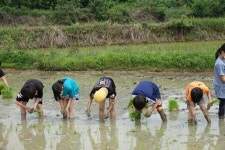 ˝풍년 기원해요˝… 상주 백원초, 모내기 체험