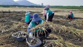 달성군 현풍읍 새마을부녀회, 영농봉사활동