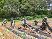 영덕군 창수면 직원들, 농촌일손돕기 `구슬땀`
