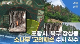 포항시, 북구 장성동 인근 소나무들 집단고사… `고의 훼손` 수사 착수