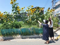 포항 흥해읍, 자투리땅의 변신 해바라기 꽃밭으로 조성 `눈길`