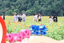 오색빛깔 백일홍 보며 가을 힐링 제대로 `만끽`… `산소카페 청송정원` 지역 랜드마크로 급부상