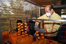 곶감 가득한 주홍빛 물결 상주시 강영석 시장, 작업 현장 방문·격려