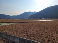 사벌의 너른 황금들판·지역 예술인의 요람… 한 폭의 산수화 같은 낙동강 풍경에 취하다