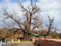 전통방식의 명주 생산하는 삼백의 고장, 오랜 역사 자랑하는 공검지 축조·전설… 고녕가야국 수도 상주 함창읍 둘러보자