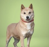 경주개동경이, 이달부터 전국민 대상 무료분양 접수