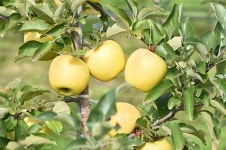 청송군, 1등 농산물로 앞서가는 복지농업 실현