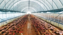 칠곡 엄지영지버섯이야기, 새로운 농업 모델 제시