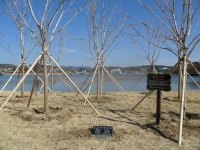 재경 경산시향우회 원로회원, 감못 수변공원에 식수목 기증