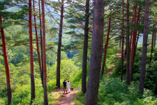 경북도, 치유, 웰니스관광 중심지로 부상