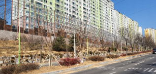 경산시, 특색 가로수 식재를 통해 쾌적한 가로환경 조성