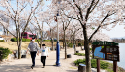 영천시 망정우로지생태공원 벚꽃 만개, 수달도 선보여