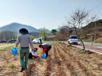 영천시 자양면, 주요 도로변 화단 조성으로 봄맞이 관광객 볼거리 제공