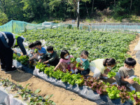 칠곡 관호초교,텃밭 활용한 영양‧식생활 교육