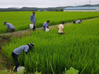포항시, ‘왕우렁이 일제 수거기간’ 운영...농가 참여 독려