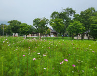 경주, 양동마을·옥산서원 코스모스 만개