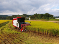 울진군, 추석 햅쌀용 진옥벼 첫 수확