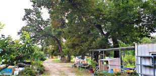 [교동과 최부잣집] ③ ‘교리택목(校里宅木) 비보림.(裨補林)’, 교촌 지켜주던 숲