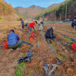영양군 일월면, 천궁재배 농가 일손돕기 진행