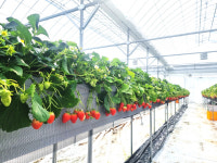 당도 높고 육질 좋은 봉화 딸기 본격 출하