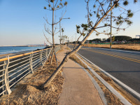 [카메라 고발] 흥해읍 용환리 해안가 가로수 관리 ‘엉망진창’