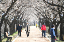 영주 벚꽃 성지 서천 뚝방길·원당천...주말 벚꽃비 내린다