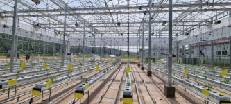 영덕군농업기술센터, 스마트팜 미니수박 수직재배 추진