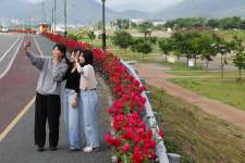 청도군, 가로화단에 4계절 명품 꽃길 조성