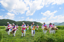 [포토] 초록빛 물결로 장관···안동 청보리밭으로 오세요