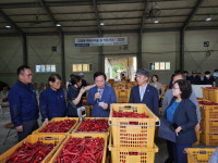 북안동농협, 홍고추 공판장 개장...10월 6일까지 운영
