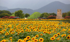 경주 첨성대 해바라기 만개… 샛노란 물결